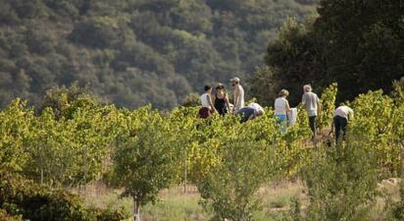 Randonnée et dégustation de vin près de Perpignan