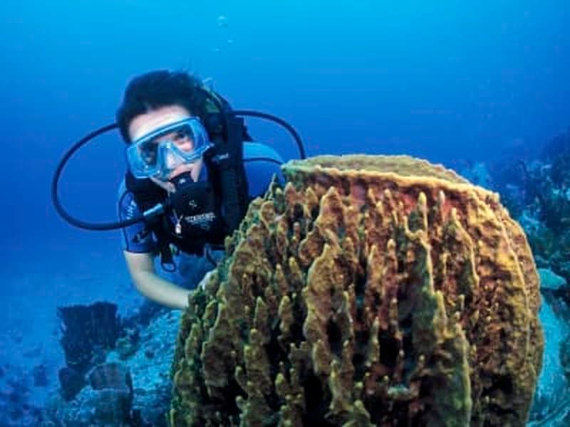 Billet Baptême de plongée aux Trois-Îlets, Martinique