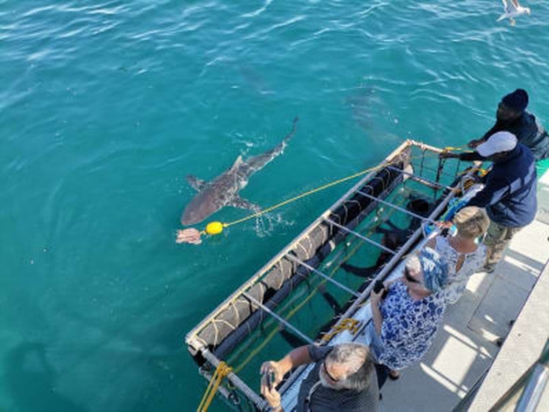 Plongée en cage pour requins à Gansbaai, près de Cape Town