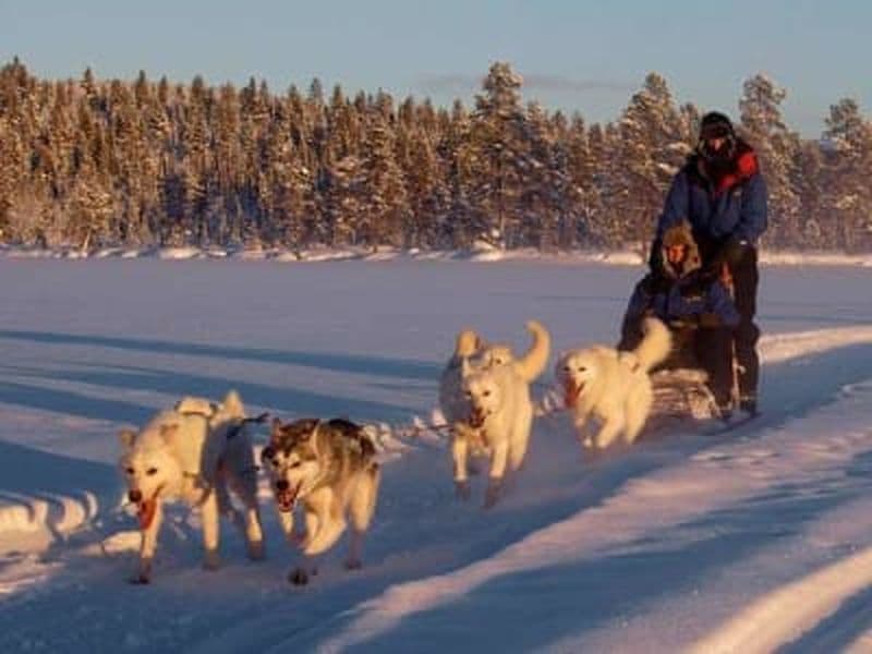Excursion en chiens de traîneau près de Kiruna, Suède