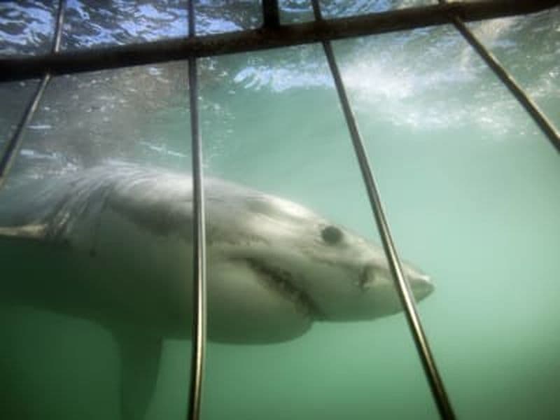 Plongée en cage avec le requin blanc à Mossel Bay