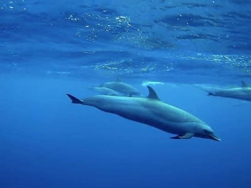 Observation des dauphins et baleines aux Trois-Îlets, Martinique