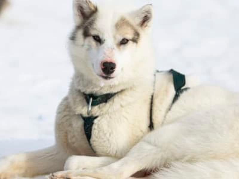 Billet Visite d'un élevage de huskys et rencontre avec des chiens de traîneau à Ilulissat