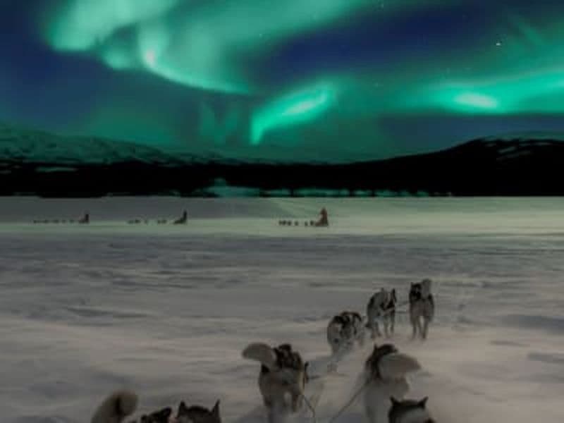 Chiens de traîneau privés dans les aurores boréales et massage aux huskys depuis Kiruna