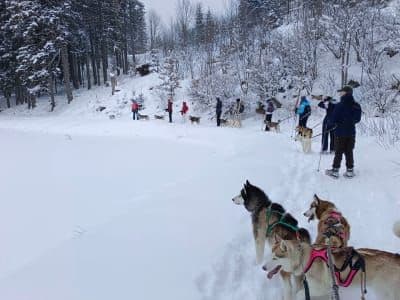 Randonnée en raquette avec des huskies à Hintersee, près de Salzburg