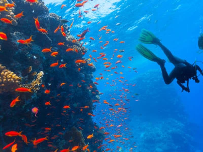 Billet Plongées exploration guidées dans la baie de Saint-Leu à La Réunion