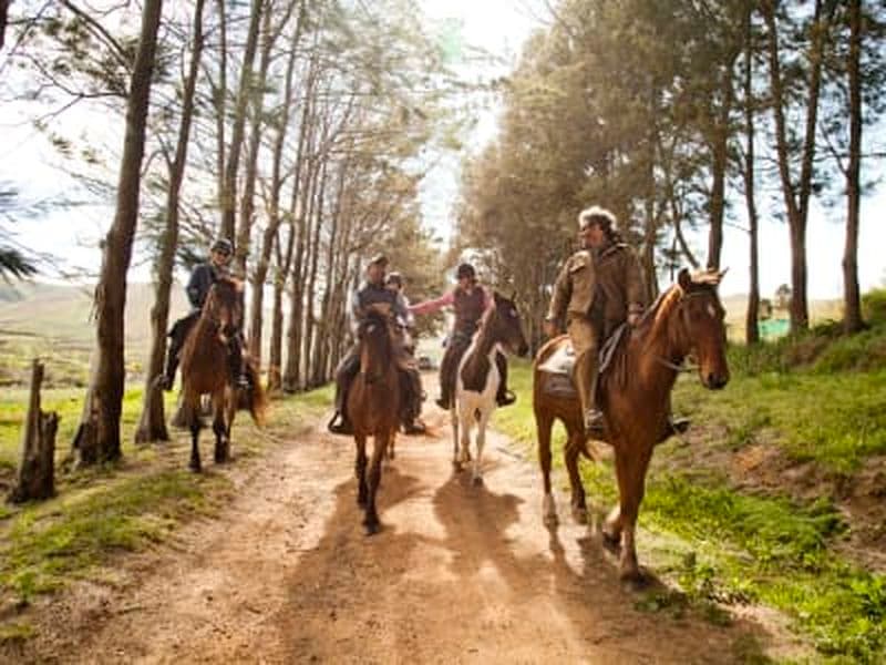 Balade à cheval en montagne à Stanford, près d’Hermanus