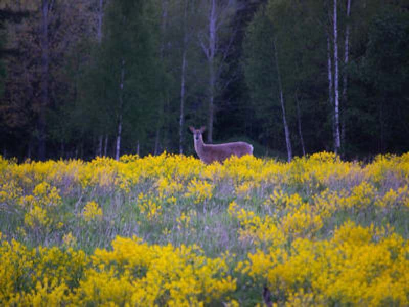 Safari animalier guidé avec feu de camp au départ d'Helsinki