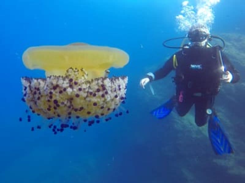 Découvrez la plongée sous-marine à Riomaggiore, Cinque Terre