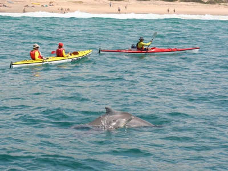 Billet Kayak de mer avec les dauphins dans la baie de Plettenberg