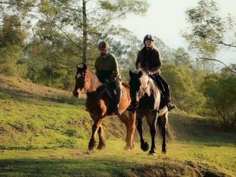 Balade à cheval avancée sur le Piton Maïdo, La Réunion