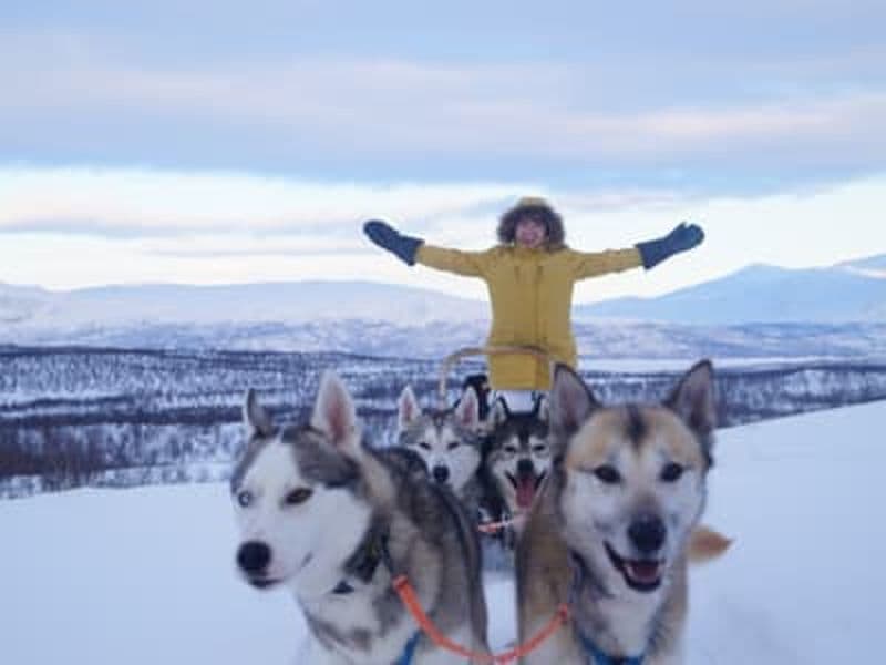 Randonnée en chiens de traîneau à Abisko