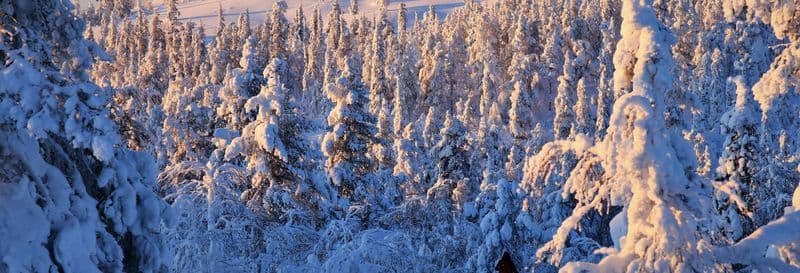 Cours de survie dans le Parc National de Pyhä-Luosto