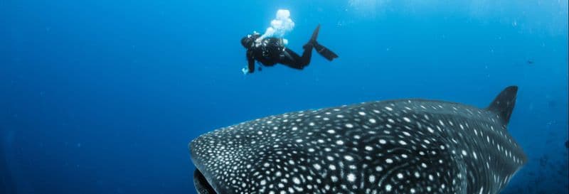 Nager avec des requins baleines