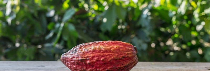 Billet Visite d'une plantation de cacao