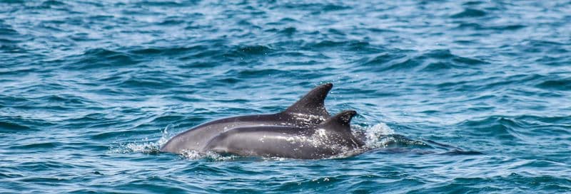 Observation de dauphins à Djerba