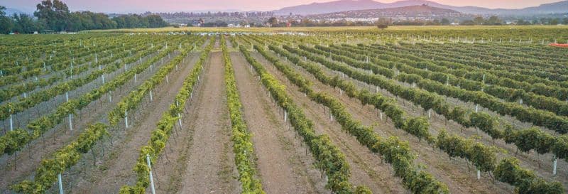 Dégustation de vin à la cave Freixenet + Dégustation de fromage à la cave Bocanegra