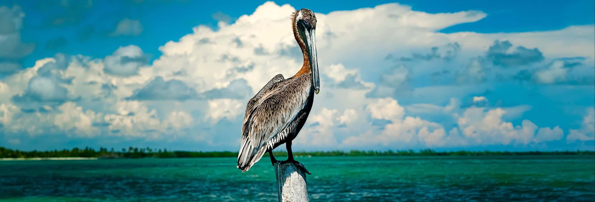 Observation des oiseaux dans la réserve de Sian Ka'an