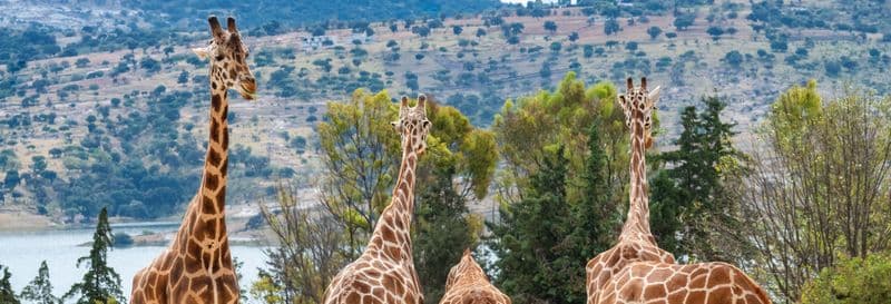 Billet Excursion au parc zoologique Africam Safari