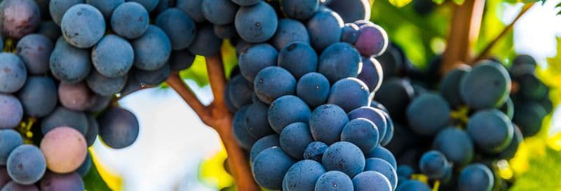 Dégustation de vins dans la vallée d'Itria