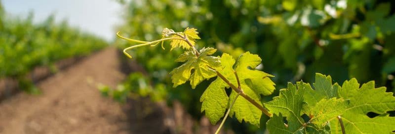 Visite à la découverte des vignobles d'Aguascalientes