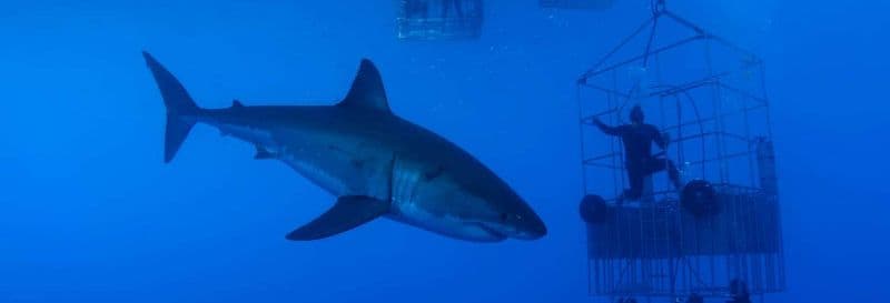 Nage avec des requins à False Bay
