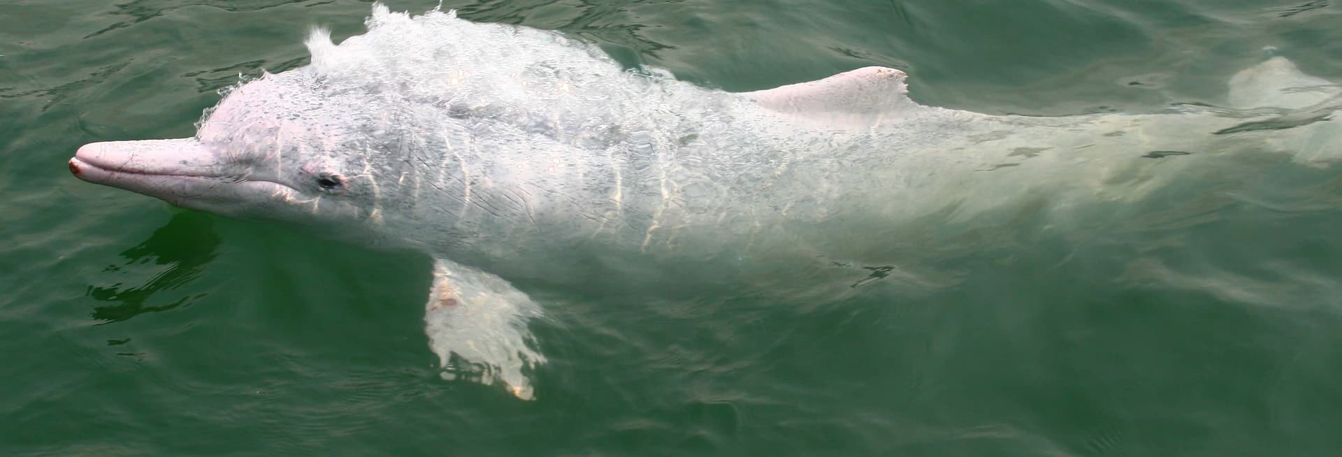 Observation de dauphins à Hong Kong