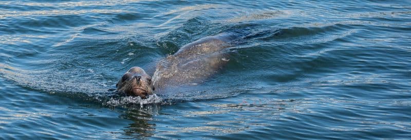 Paddle surf avec des otaries à Marina del Rey