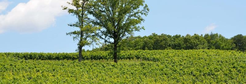 Route des vins au nord de la Géorgie