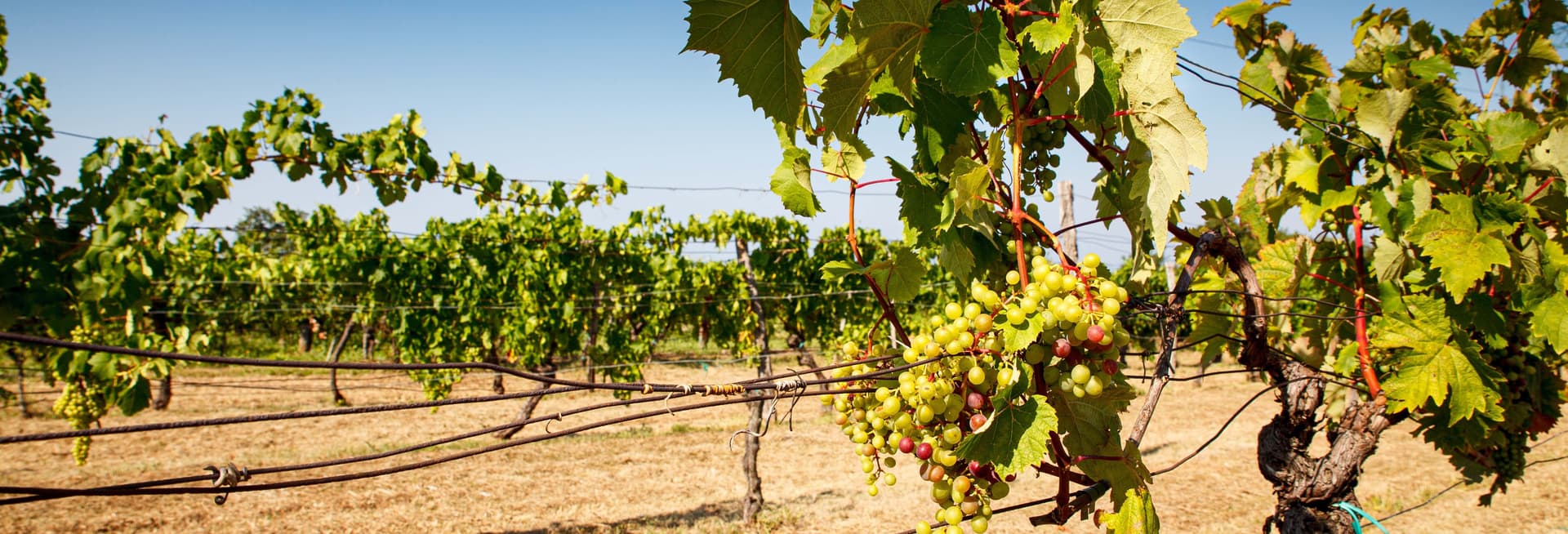 Dégustation de vins à Trieste