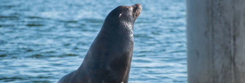 Billet Kayak avec des otaries à Marina del Rey