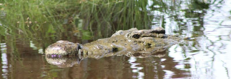 Billet Observation d'oiseaux et de crocodiles + Libération de tortues