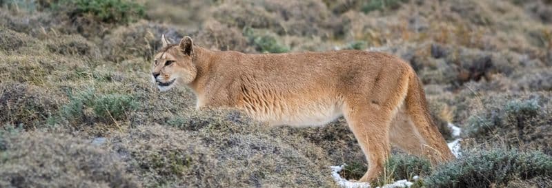 Excursion au Parc Safari de Rancagua