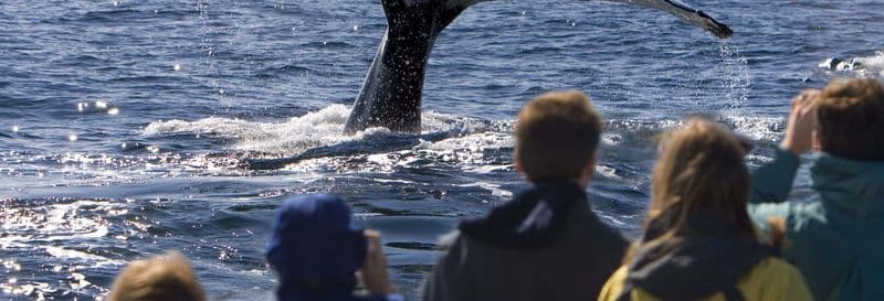 Balade en bateau avec observation de cétacés