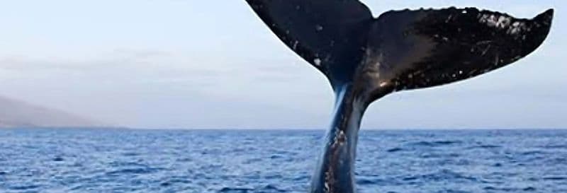 Observation de baleines à São Sebastião