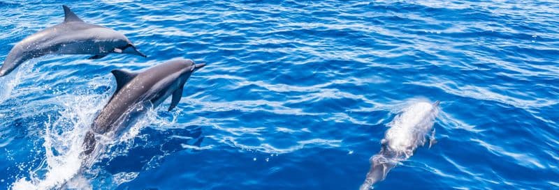 Observation de baleines et dauphins en bateau à fond de verre