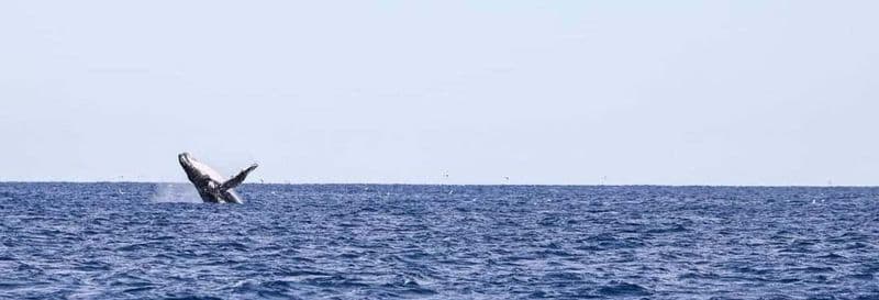 Billet Observation de baleines à Porto Seguro