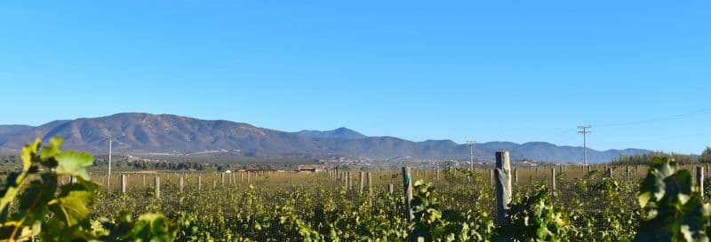 Route des vins dans la vallée de Guadalupe