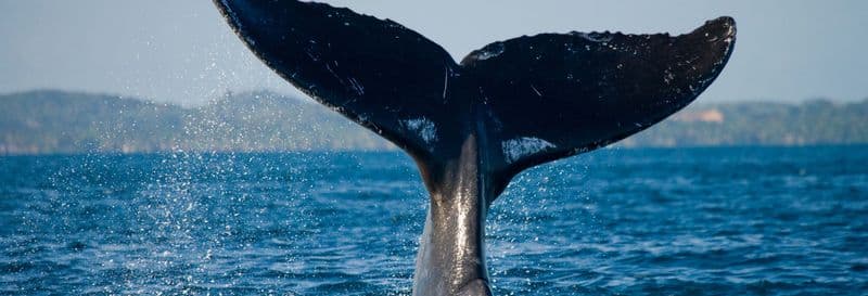 Billet Observation de baleines à Samaná + cascade El Limòn