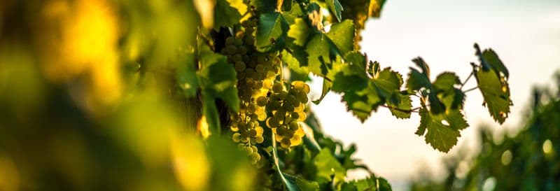 Visite des vignobles de Bento Gonçalves et Garibaldi