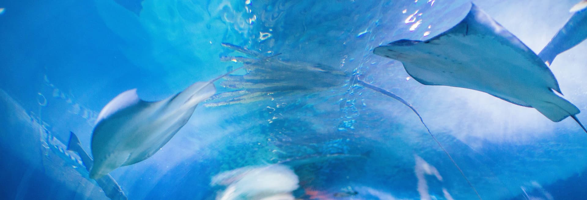 Billet pour l'Aquarium of the Bay