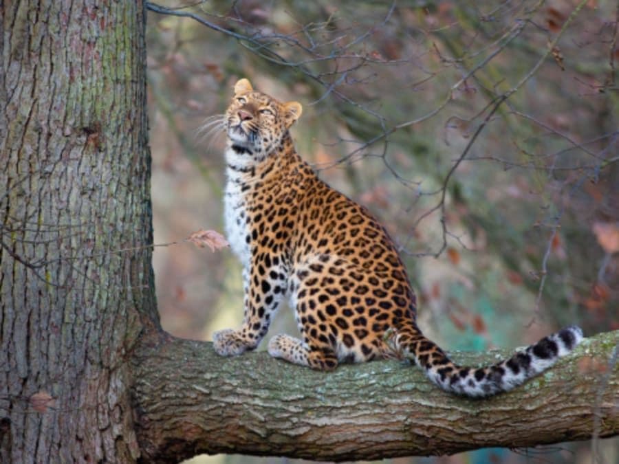 Billet Billet pour le Wow Safari Thoiry (78)