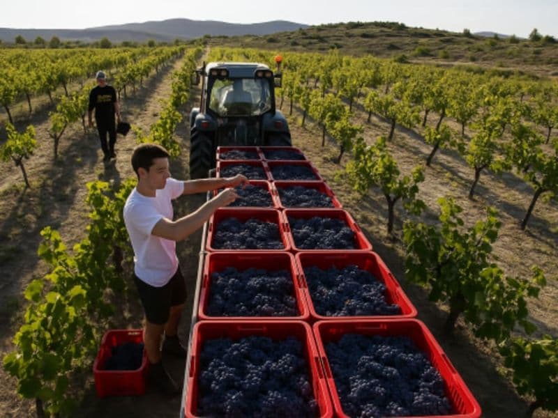 Billet Visite & dégustation de vins au domaine de la Selve (07)