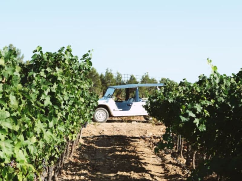 Visite et dégustations de vin à Bandol (83)