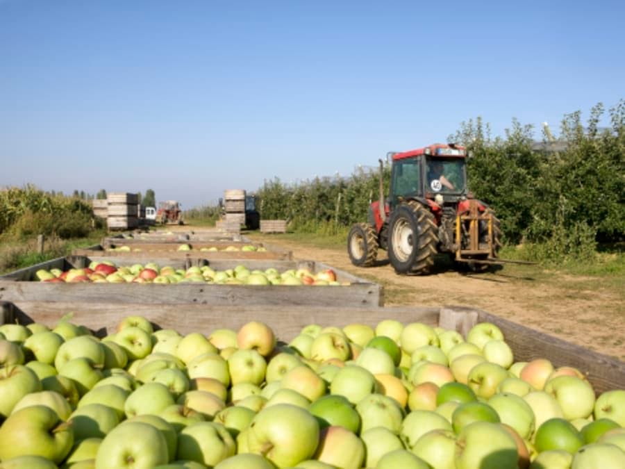 Billet Escape game à la "Fête de la pomme" au Marché de Sennevières