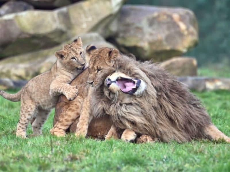 Billet Billet pour Lumigny Safari Réserve (77)