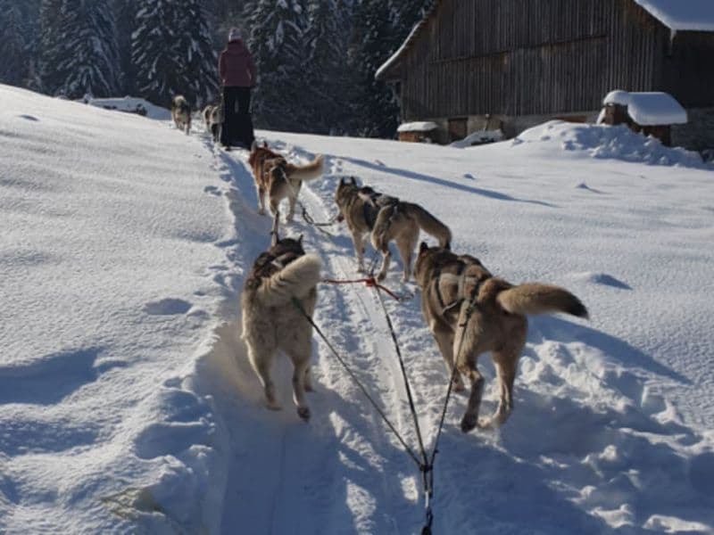 Initiation à la conduite de chiens de traîneau à Vailly (74)