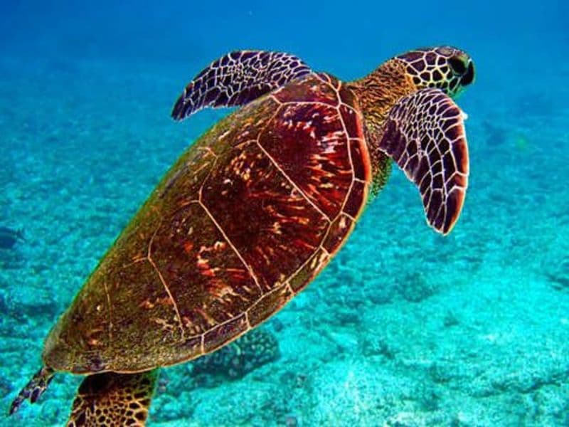 Billet pour le Grand Aquarium de Saint-Malo (35)