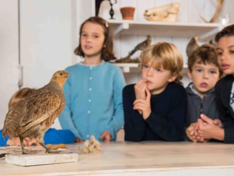 Billet Atelier Oiseaux & Animaux à la Ferme de Gally de St-Cyr-l'Ecole
