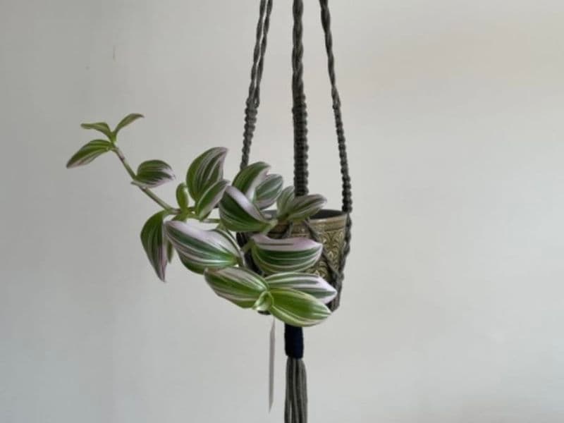 Atelier porte-plante en macramé à Toulouse (31)